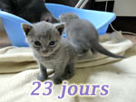 Chatons Chartreux
