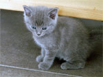 Chaton chartreux pure race