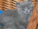 Chaton chartreux loof à 5 semaines
