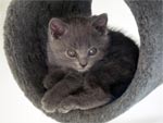 Chaton chartreux pure race