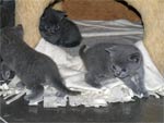 Chatons chartreux