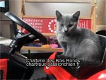 Chaton chartreux