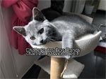 Chaton chartreux