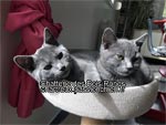 Chaton chartreux