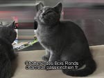 Chaton chartreux
