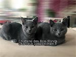 Chaton chartreux