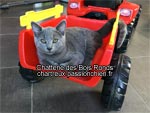 Chaton des Bois Ronds