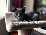 Chaton chartreux