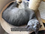 Chaton chartreux