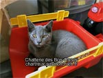 Ninja des Bois Ronds