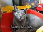 Ninja des Bois Ronds