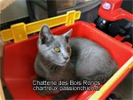Ninja des Bois Ronds